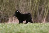 SCHIPPERKE 775